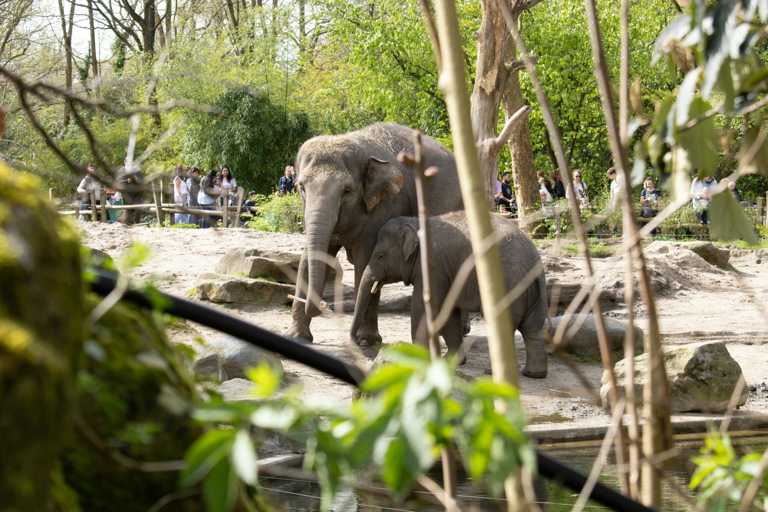 Wat Kost een Dagje Dierentuin? Vergelijk Hier de Prijzen van Alle Nederlandse Dierentuinen