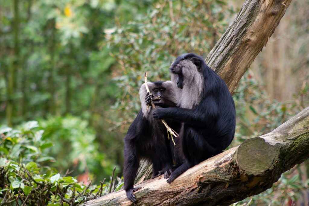 prijzen dierentuin nederland