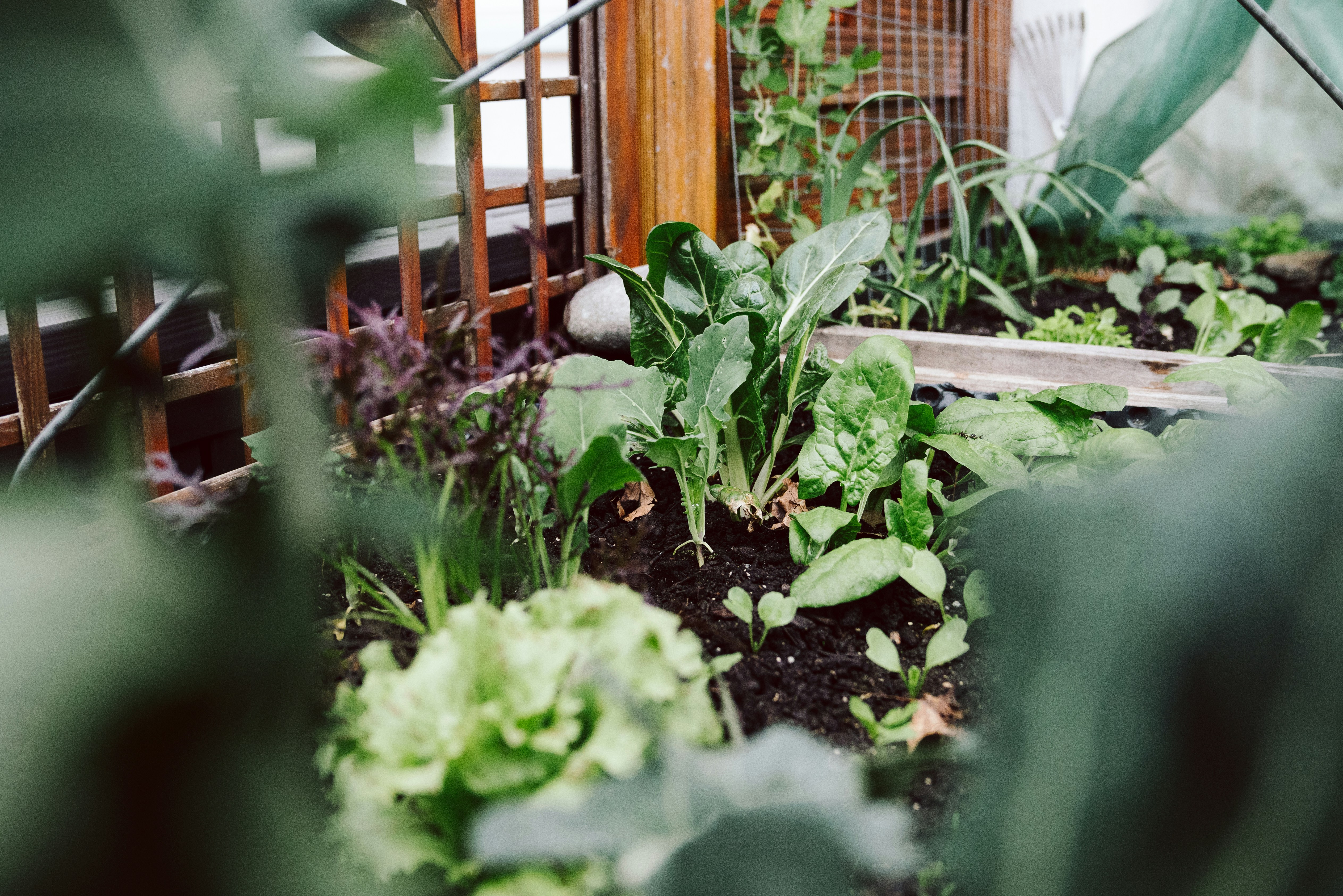 Tips voor een kleine moestuin: goedkoop en eenvoudig