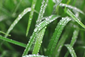 regenwater opvangen in je tuin is kostenbesparend