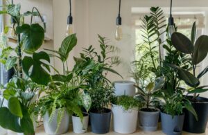 Plantenasiel de duurzame plek voor jouw nieuwe groene vriend