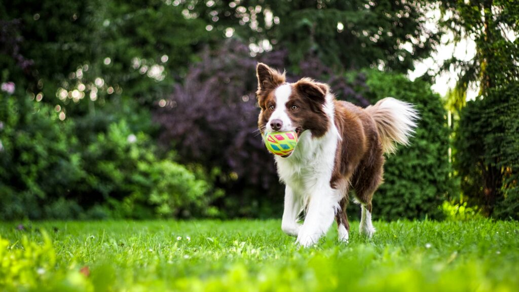 Huisdierbezitters betalen steeds meer voor zorg. Het kabinet neemt maatregelen tegen hoge dierenartskosten door commerciële prikkels aan te pakken