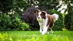 Huisdierbezitters betalen steeds meer voor zorg. Het kabinet neemt maatregelen tegen hoge dierenartskosten door commerciële prikkels aan te pakken
